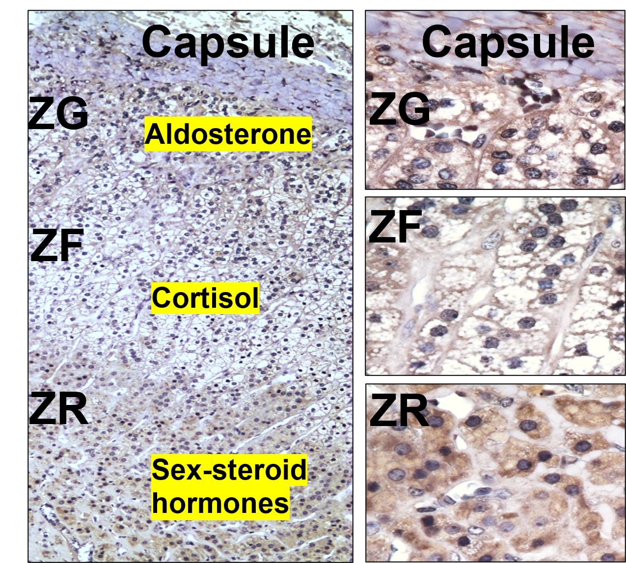 Microscopic view of the adrenal cortex: The layers of the adrenal gland cortex, zona glomerulosa (ZG), fasciculata (ZF), and reticularis (ZR), producing aldosterone, cortisol, and sex steroid hormones. 