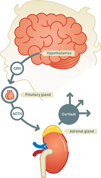 Cortisol production is controlled by another hormone called ACTH produces by the pituitary. When testing for Cushing's syndrome, it is important to measure both cortisol and ACTH levels.