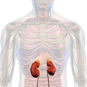 Fry+adrenal+tumor