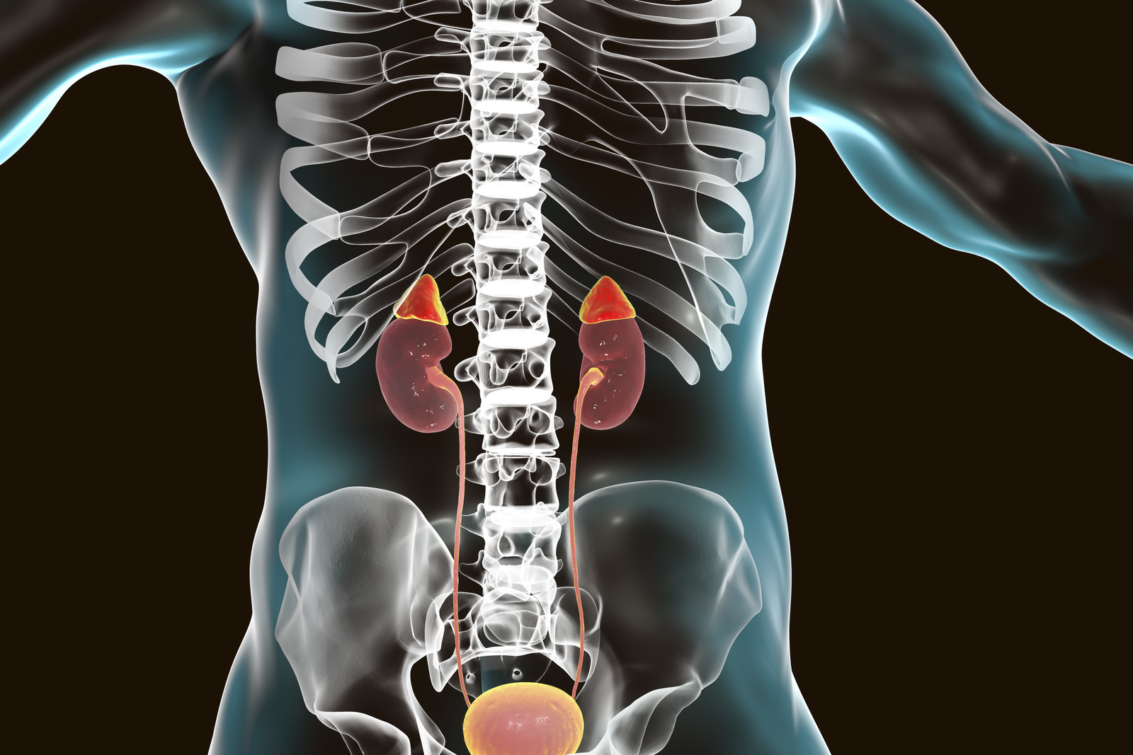 adrenal gland location in the body